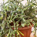 Rhipsalis - Cactus-gui : plantation, entretien pour ce cactus d'intérieur retombant