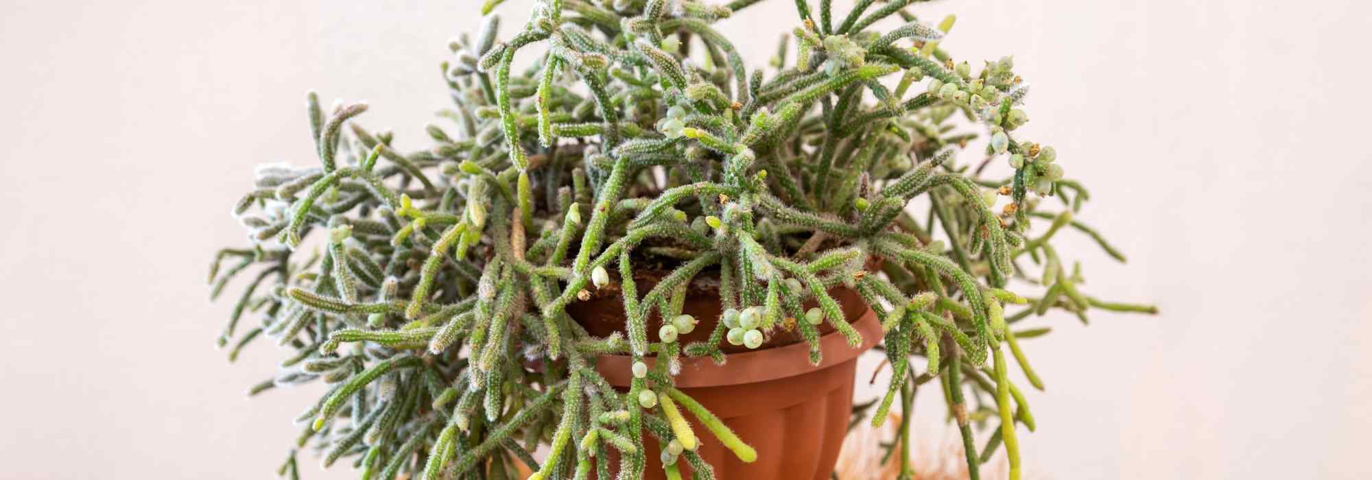 Rhipsalis - Cactus-gui : plantation, entretien pour ce cactus d'intérieur retombant