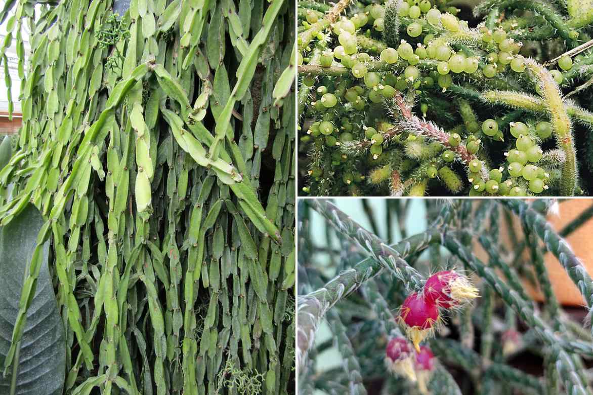 especes de Rhipaslis