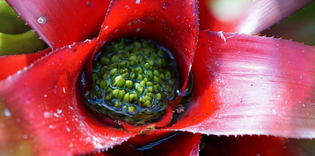 Neoregelia - plante réservoir : cultiver et entretenir 