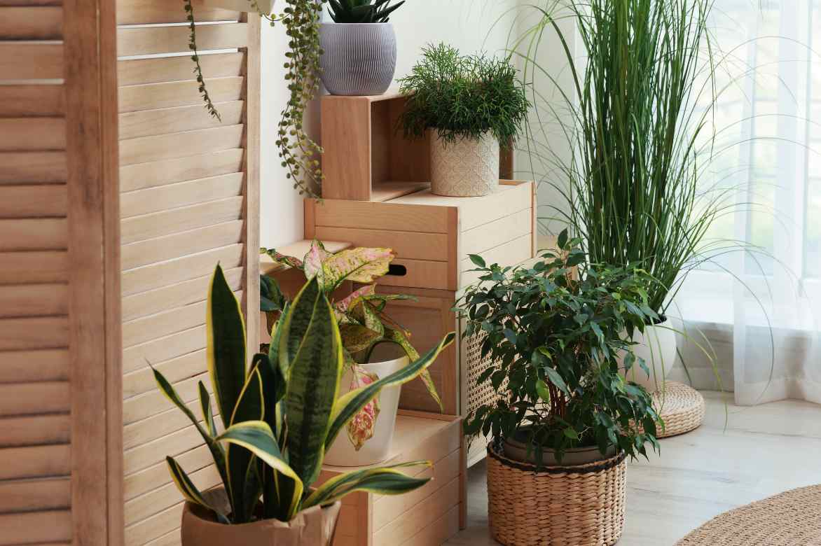 Sansevieria deco