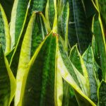 Sansevieria, Langue de belle-mère : culture et entretien en intérieur