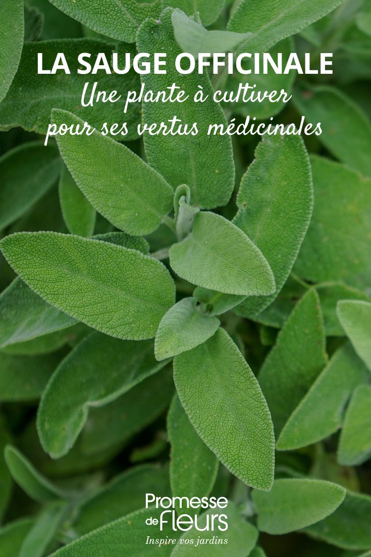 Salvia officinalis