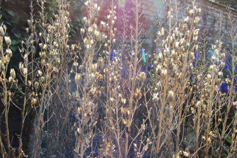 Tailler les tiges sechees de l'Aconit en automne