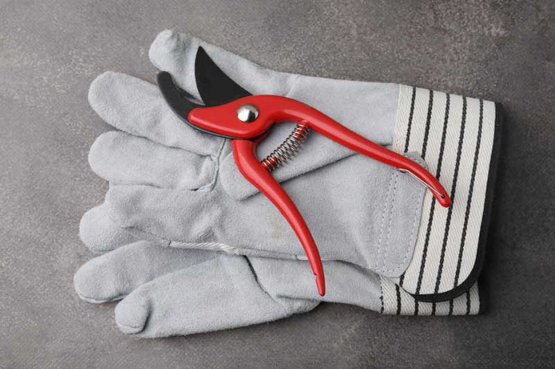 Secateurs et gants pour tailler l'Aconit