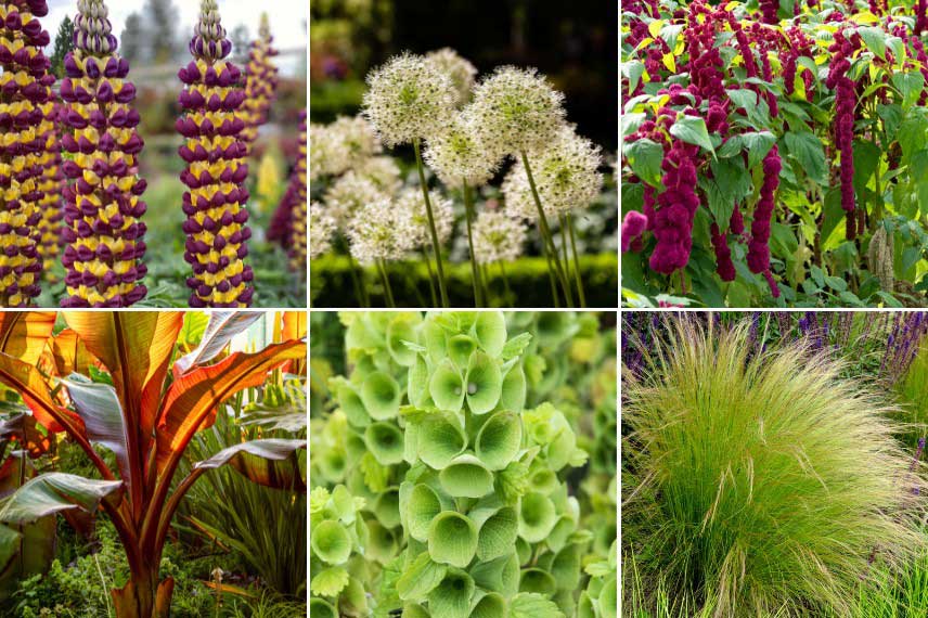 Choix de plantes pour un jardin tendance Eden Fantasmé