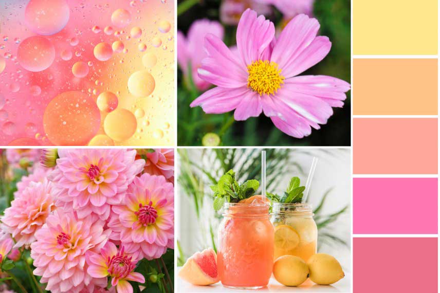 Les couleurs et nuances du jardin Pinkish Lemon