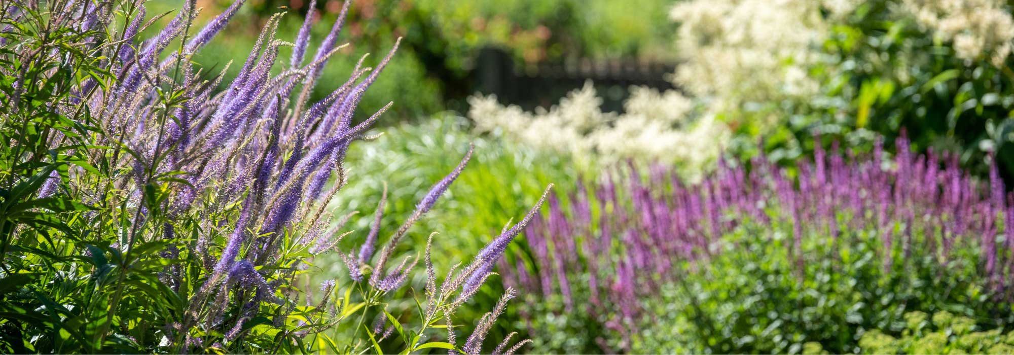 Tendance jardin 2025 : l’esthétique naturaliste inspire un style champêtre et décontracté