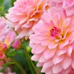 Pinkish Lemon : la nouvelle tendance jardin aux teintes acidulées