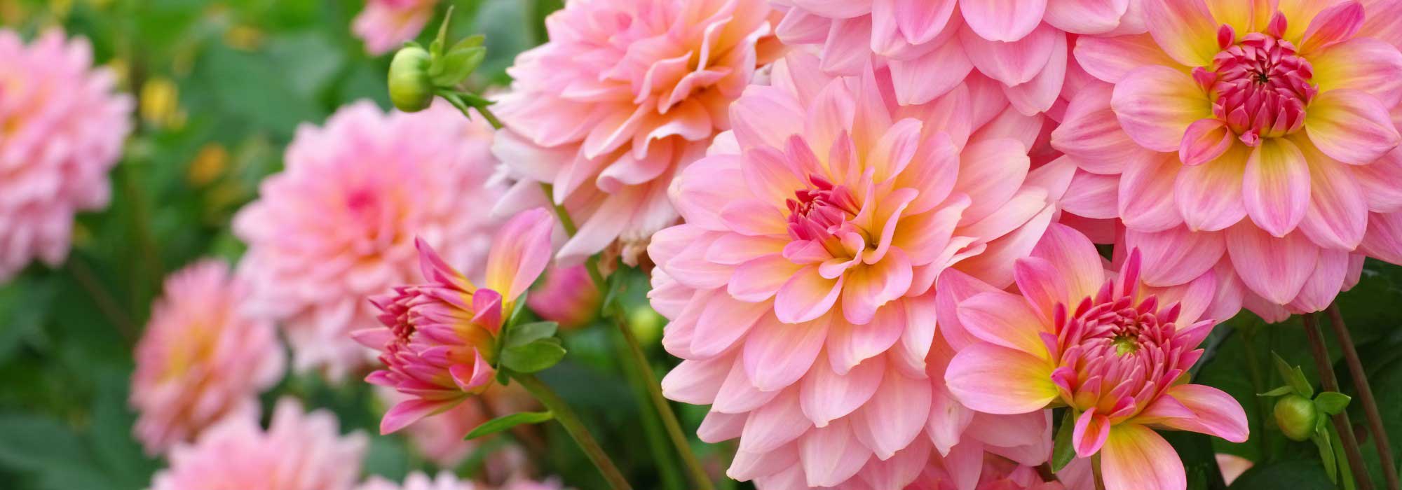 Pinkish Lemon : la nouvelle tendance jardin aux teintes acidulées