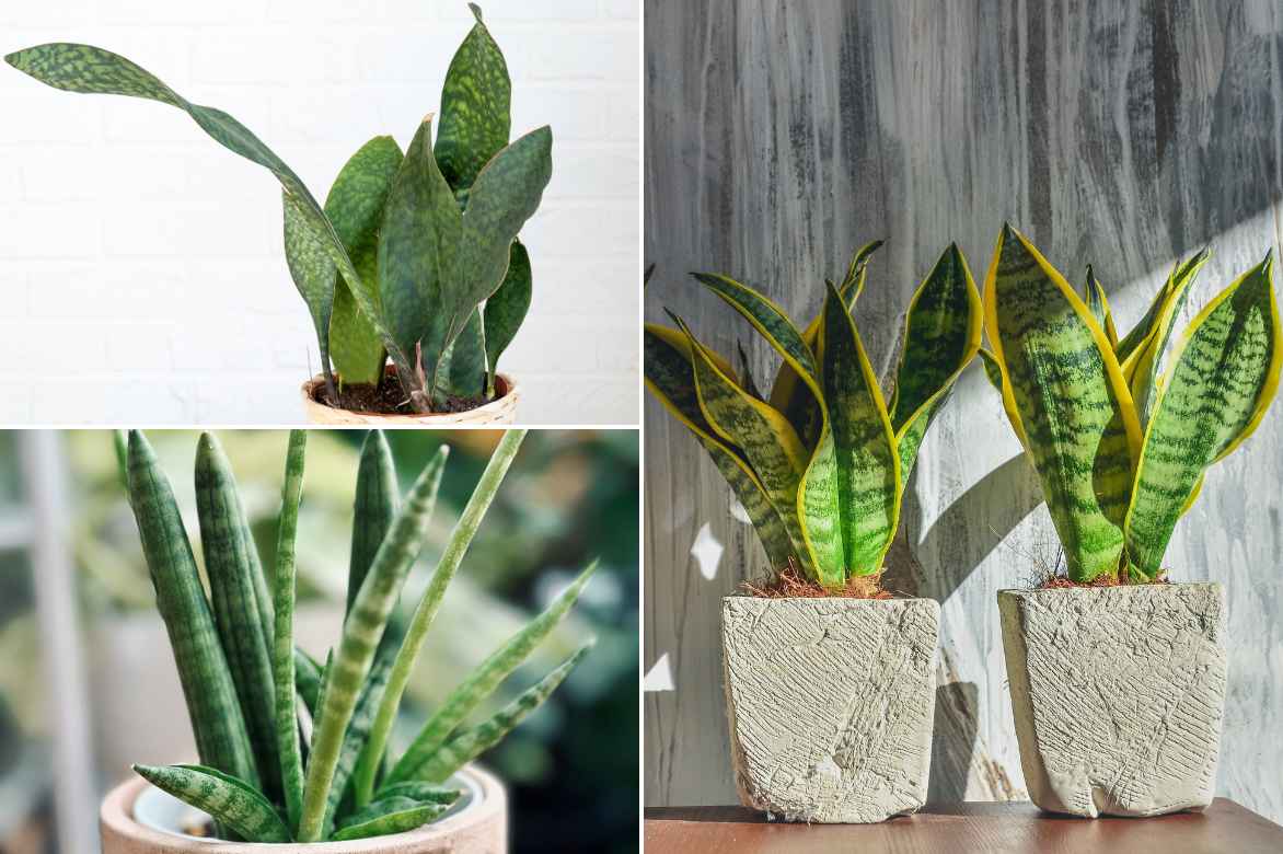 Sansevieria differentes varietes