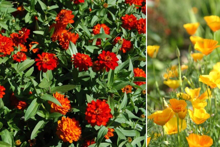 fleurs annuelles rouges de zinnia et jaune de pavot de californie