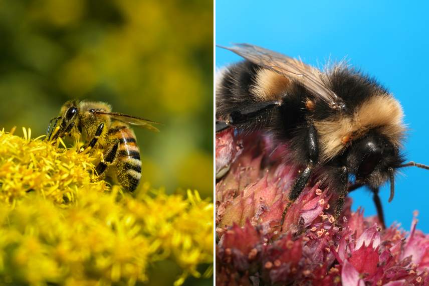 abeilles différentes espèces