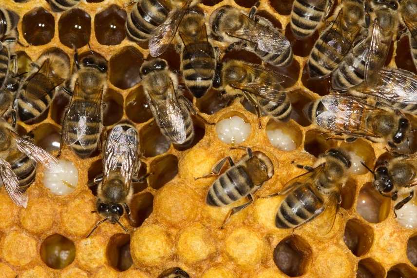 abeilles pollinisatrices