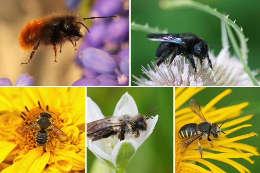 abeilles solitaires espèces