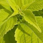 Feuillages dorés : des plantes annuelles qui illuminent le jardin toute la saison