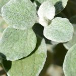 Des reflets argentés au jardin : les plus belles plantes annuelles à feuillage gris