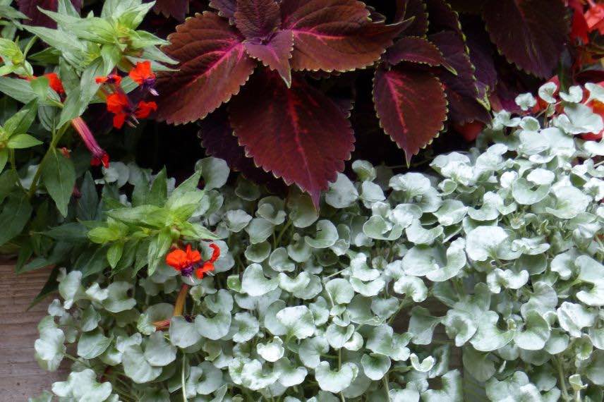 association annuelle à feuillage gris et feuillage pourpre brun