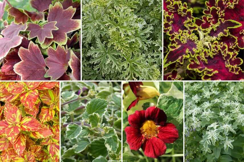 diverses plantes annuelles à feuillage panaché