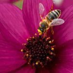 Plantes annuelles mellifères : des fleurs pour attirer les pollinisateurs
