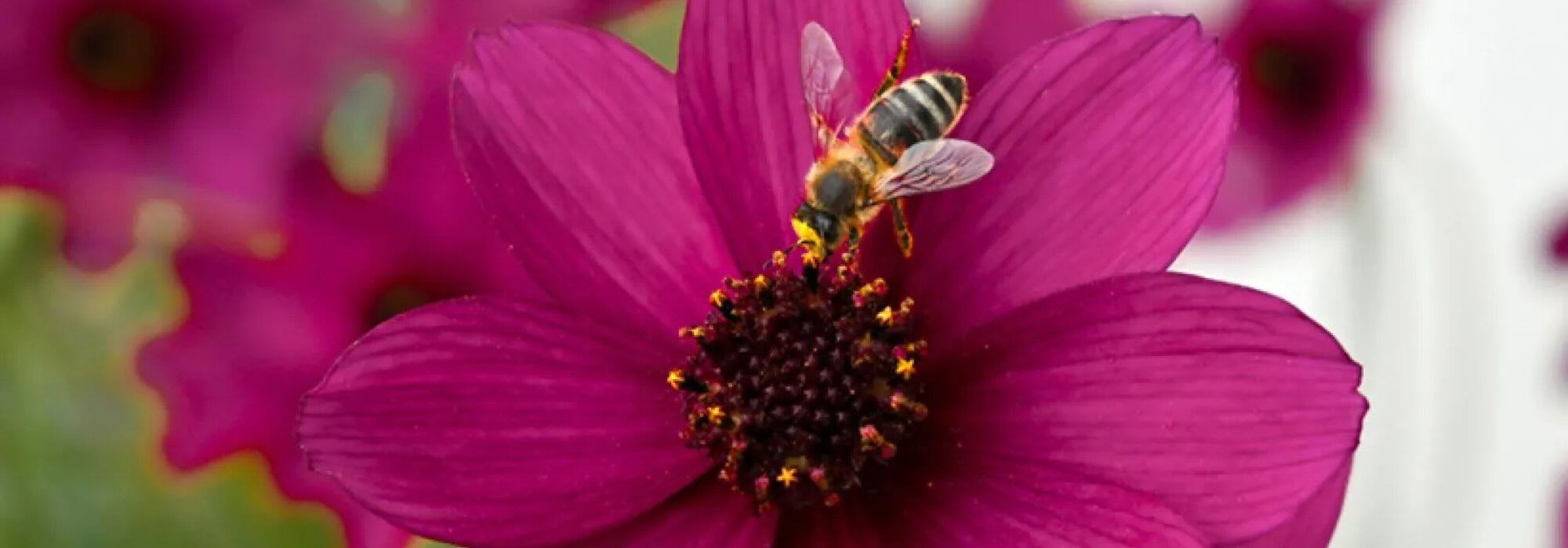Plantes annuelles mellifères : des fleurs pour attirer les pollinisateurs