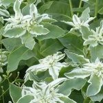 Couleurs et contrastes : les plus belles annuelles à feuillage panaché