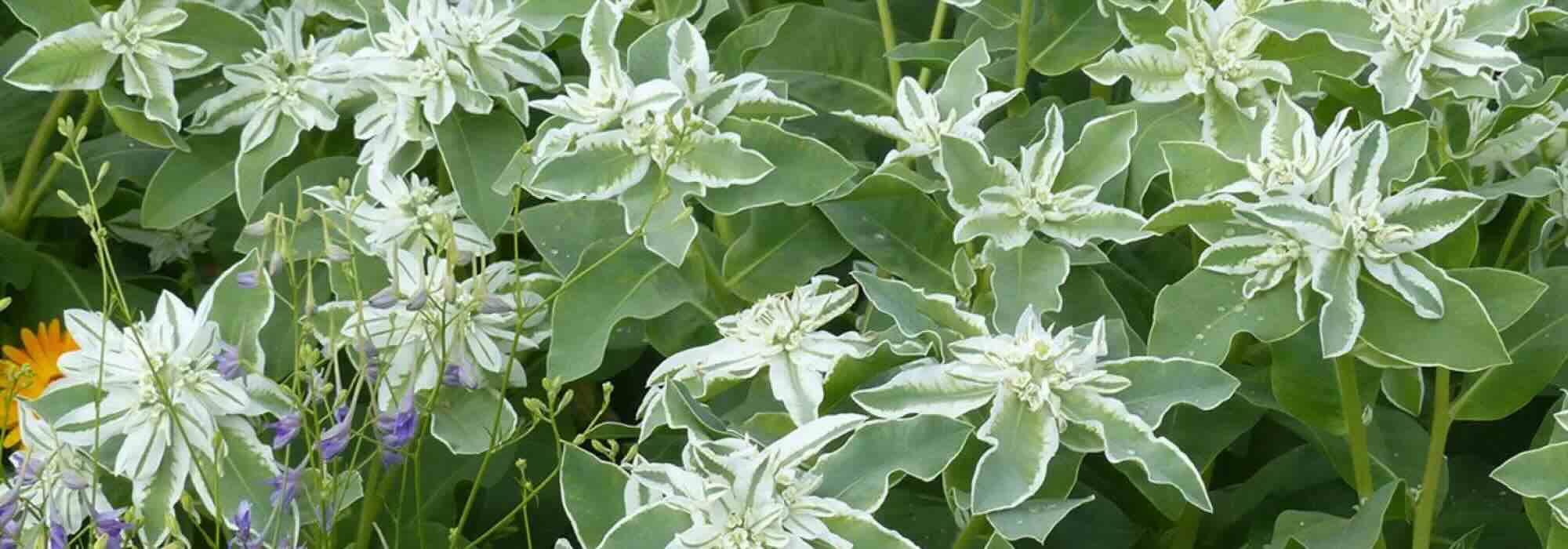 Couleurs et contrastes : les plus belles annuelles à feuillage panaché