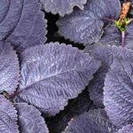 Feuillages pourpres : des annuelles qui électrisent le jardin