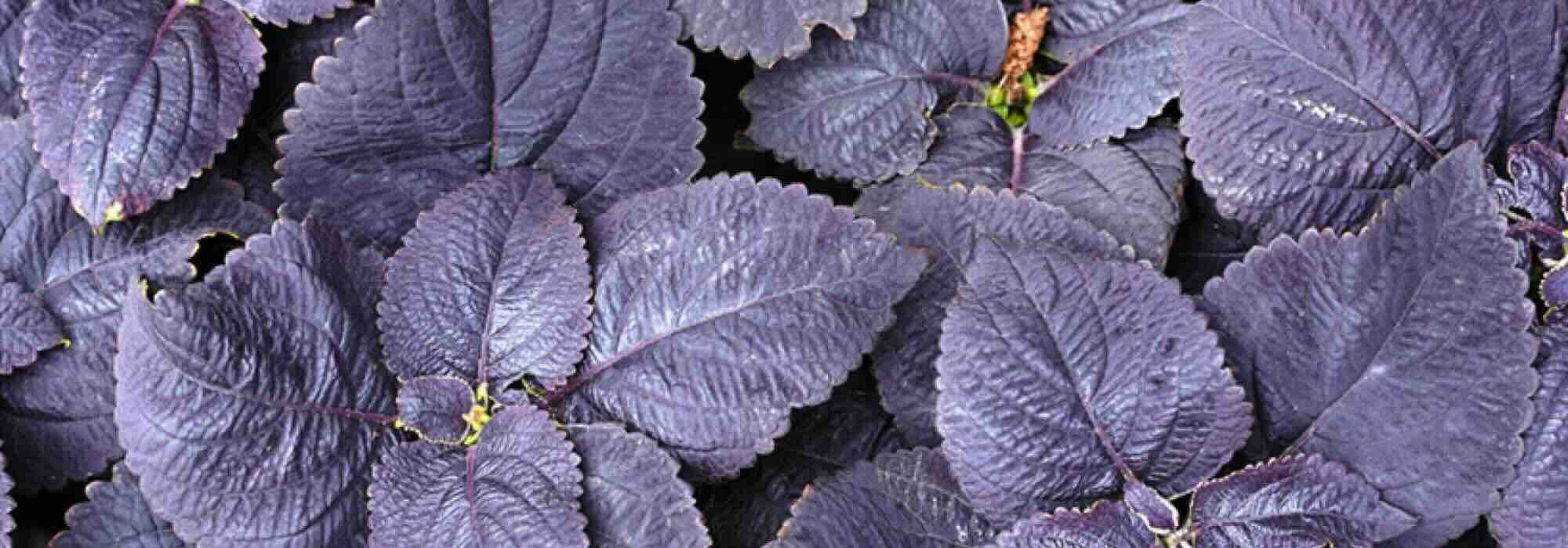 Feuillages pourpres : des annuelles qui électrisent le jardin