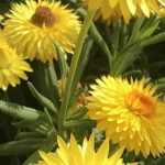 Jardin sec : les plantes annuelles les plus résistantes à la sécheresse