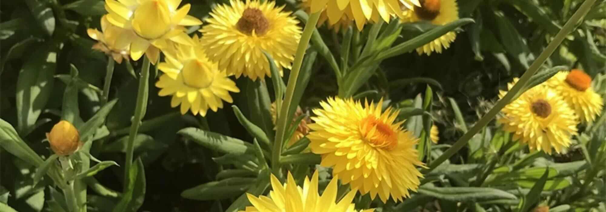 Jardin sec : les plantes annuelles les plus résistantes à la sécheresse