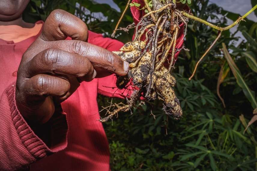 cacahuètes arachide récolte