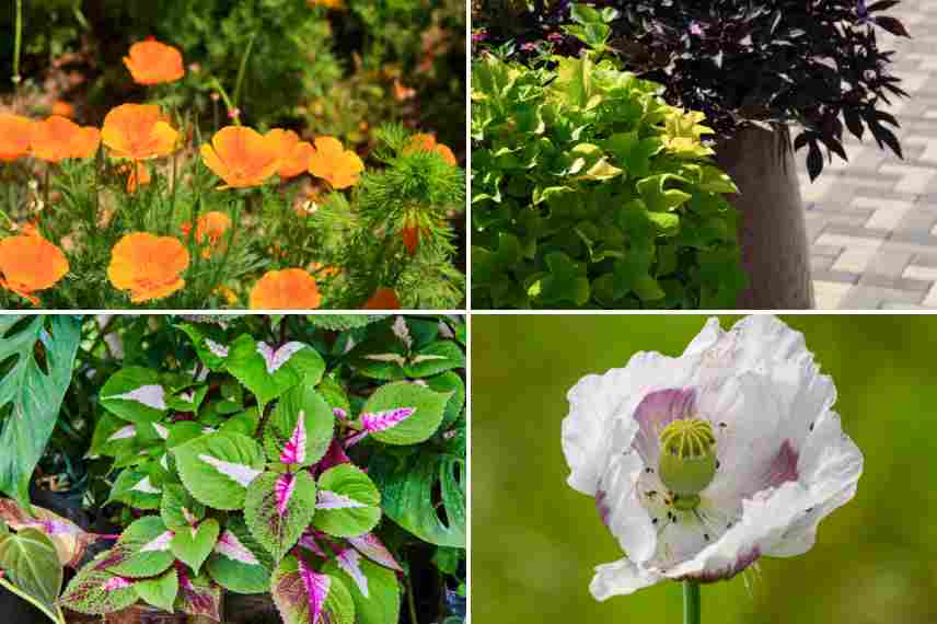qualites des plantes annuelles ornementales
