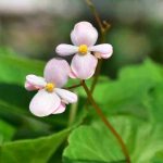 Les maladies et parasites des bégonias