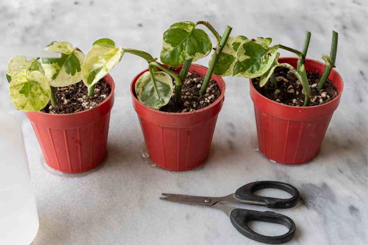 bouturage multiplication Pothos