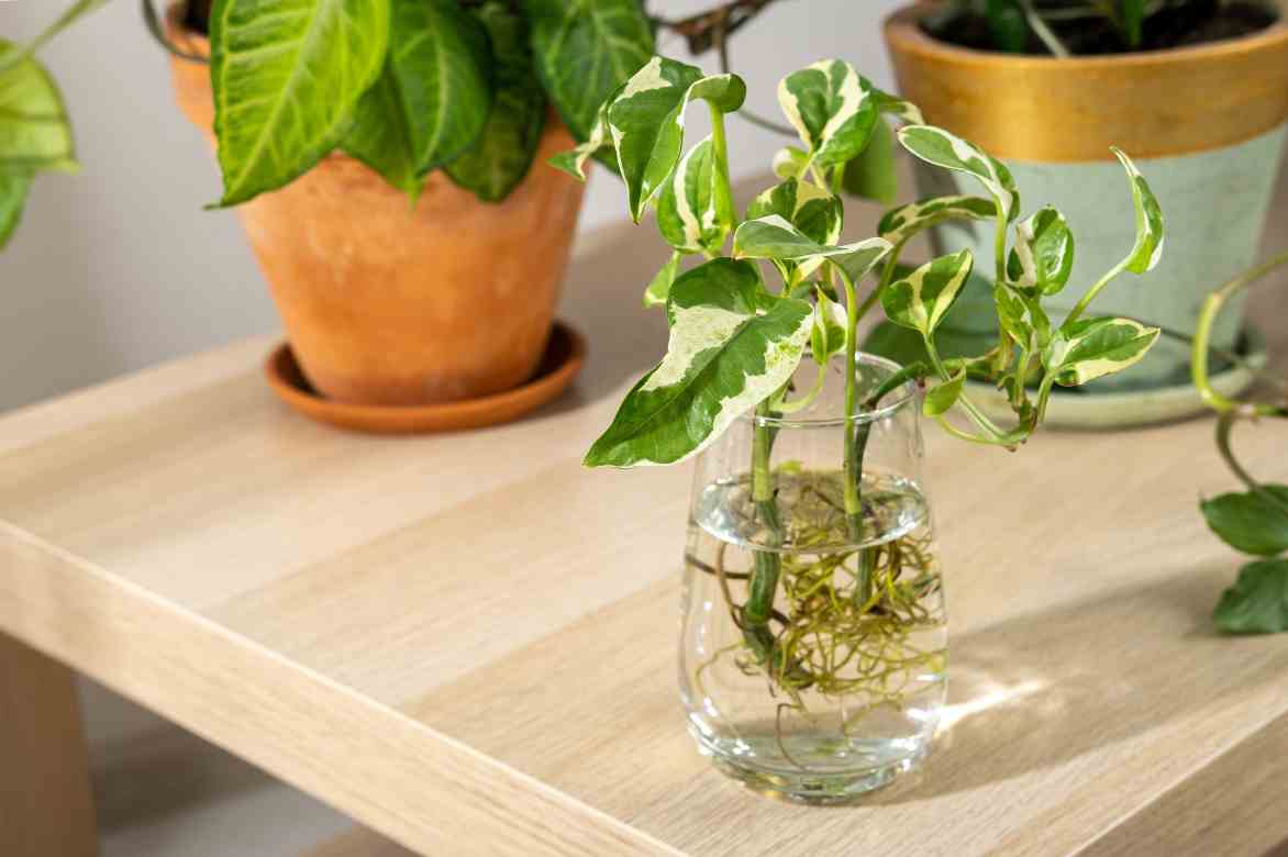 bouturage Pothos dans eau