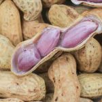 Comment cultiver l'arachide pour récolter des cacahuètes ?