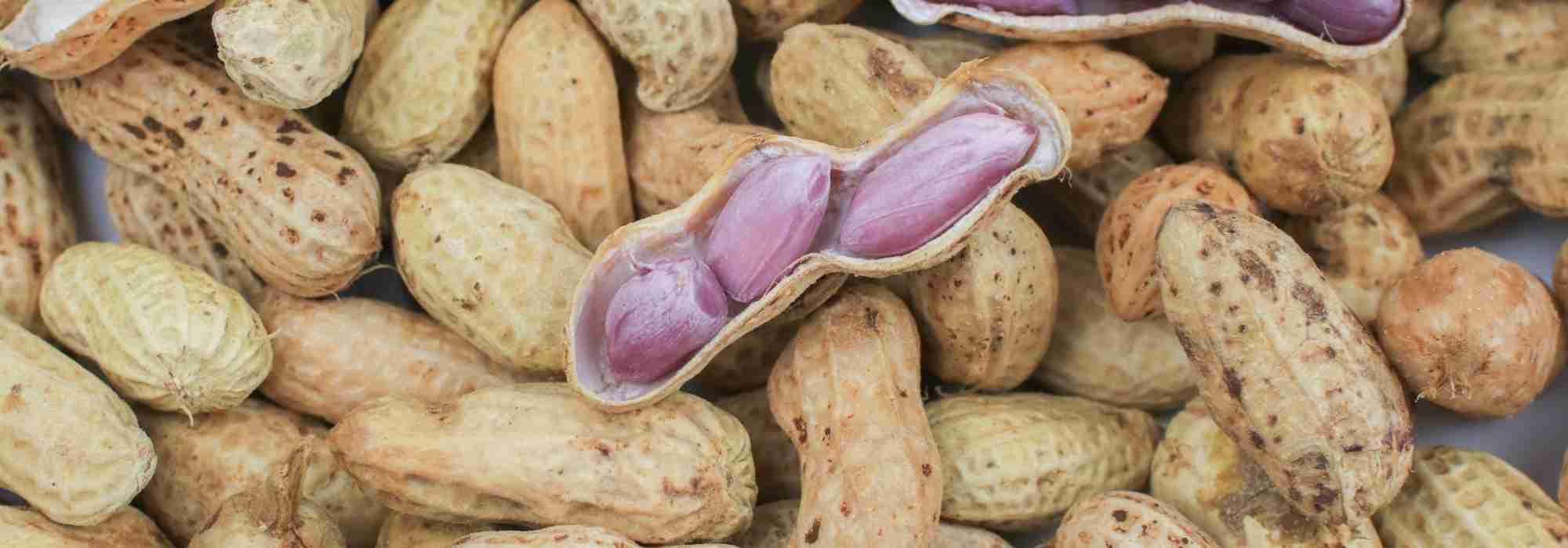 Comment cultiver l'arachide pour récolter des cacahuètes ?