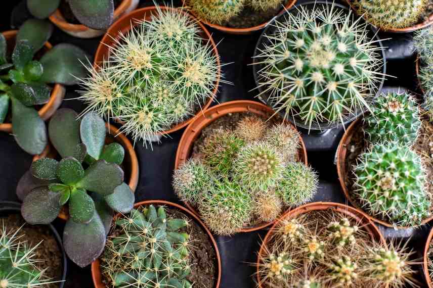 cactus intérieur maladies et parasites