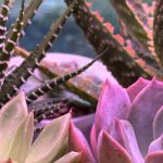 Maladies et parasites des cactus d'intérieur  : comment les traiter et les prévenir ?