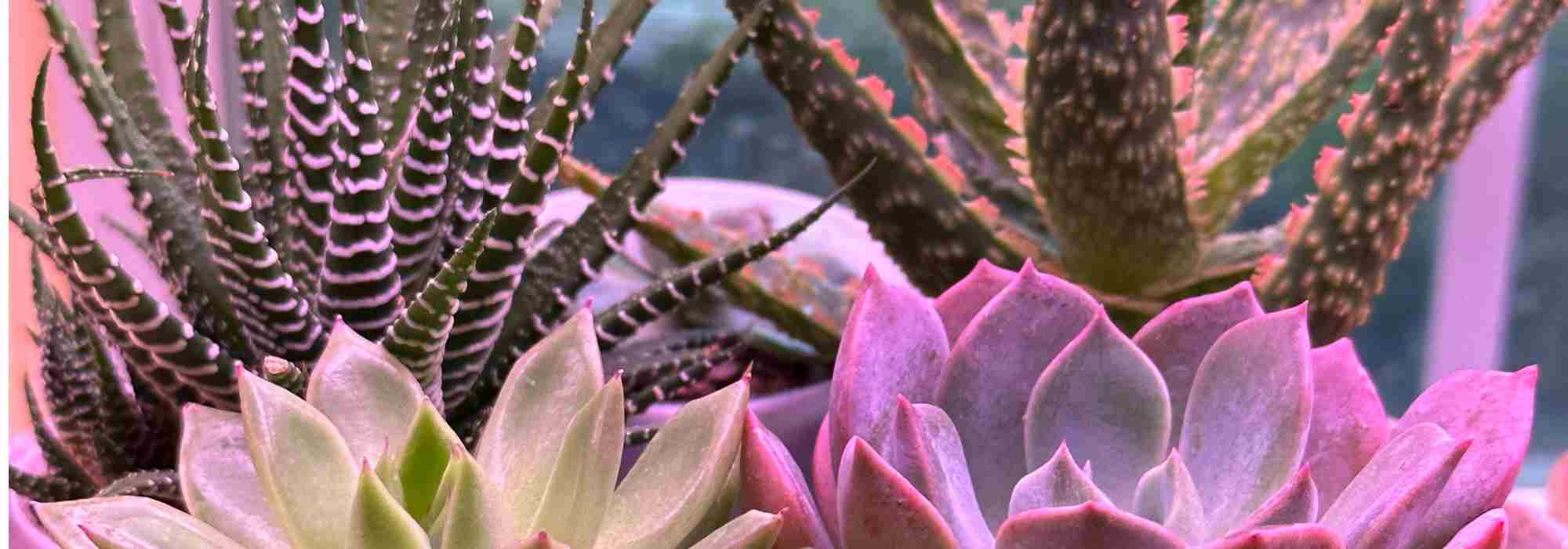 Maladies et parasites des cactus d'intérieur  : comment les traiter et les prévenir ?