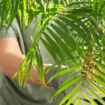 Maladies, parasites, carences : tout ce qui peut affecter votre Chamaedorea