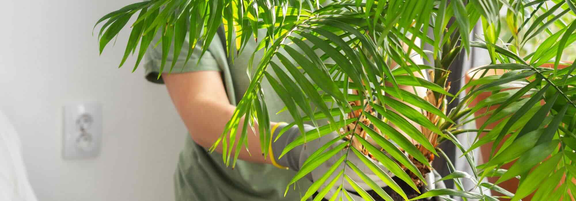 Maladies, parasites, carences : tout ce qui peut affecter votre Chamaedorea