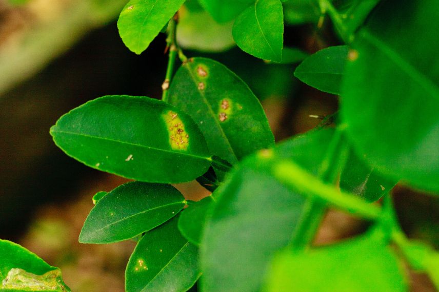 citronnier caviar maladies