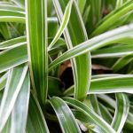 Chlorophytum : parasites, maladies et astuces de soins à connaître