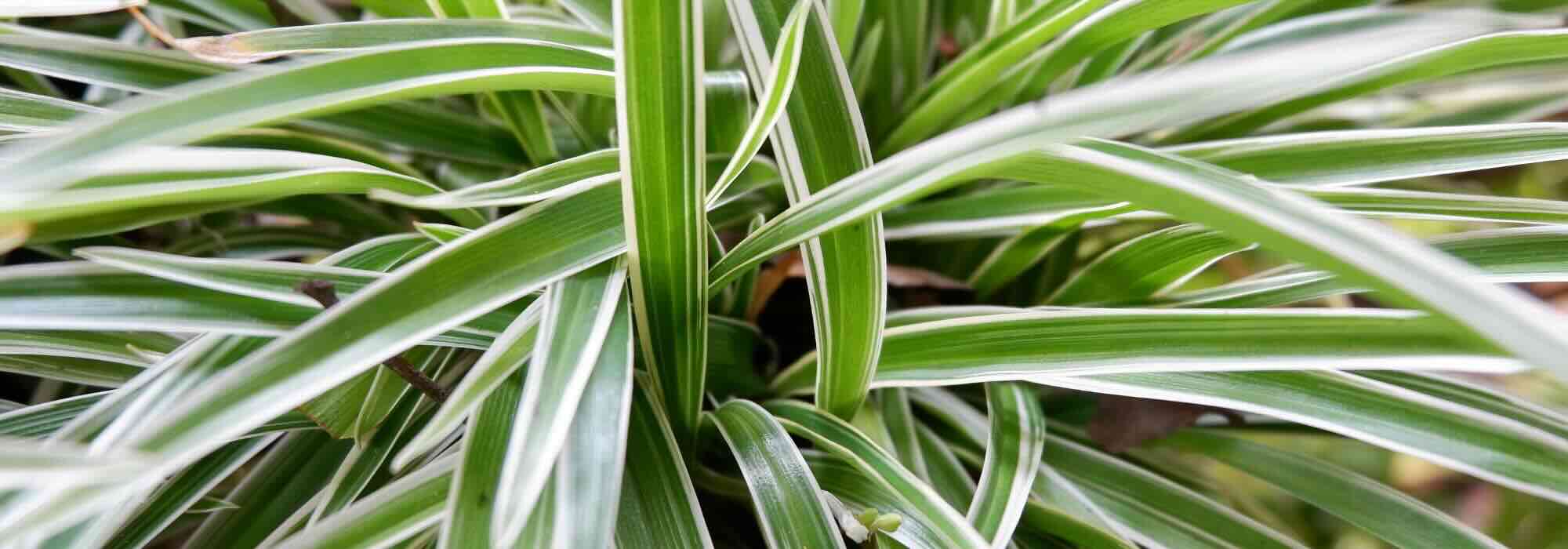 Chlorophytum : parasites, maladies et astuces de soins à connaître