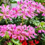 Choisir un géranium lierre, le roi des balcons en fleurs tout l’été