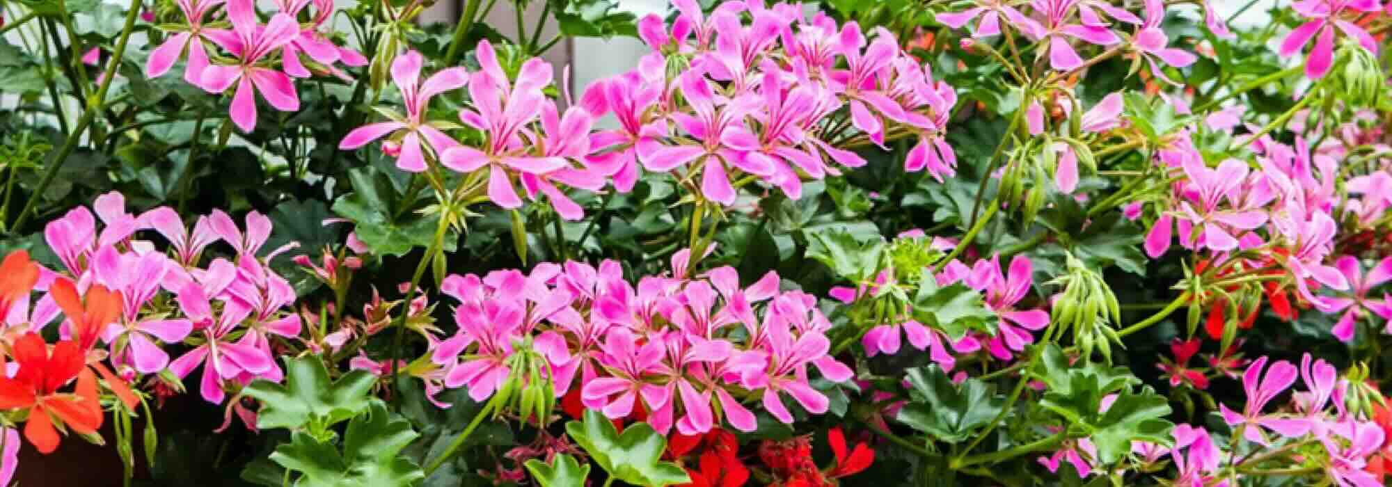 Choisir un géranium lierre, le roi des balcons en fleurs tout l’été