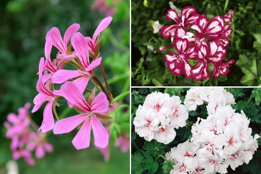 trois variétés de geranium lierre à fleur ssimples, semi-doubles et doubles