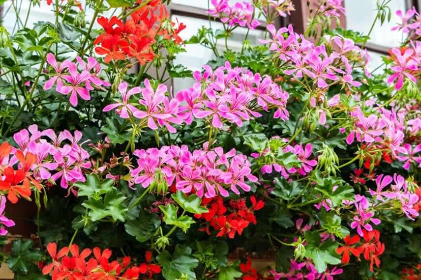 mélange de geranium lierre sur balcon